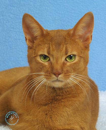 Abyssinian Cat 9Y009D-046.JPG